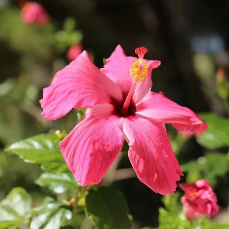 Pinehill Willa Carvoeiro (Lagoa)